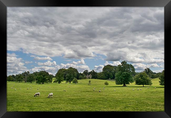  Sheep Grazing the Meadow Framed Print by Colin Metcalf