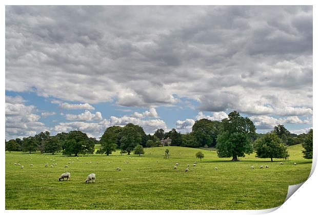  Sheep Grazing the Meadow Print by Colin Metcalf