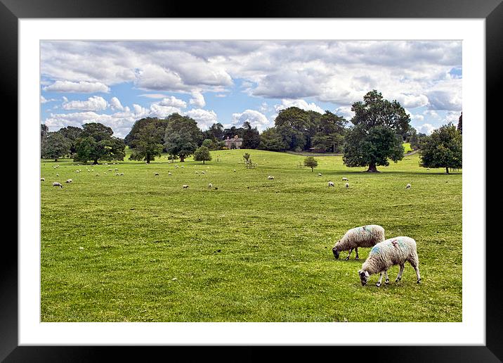  Peaceful Pastures Framed Mounted Print by Colin Metcalf