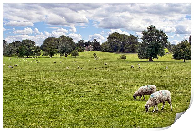  Peaceful Pastures Print by Colin Metcalf