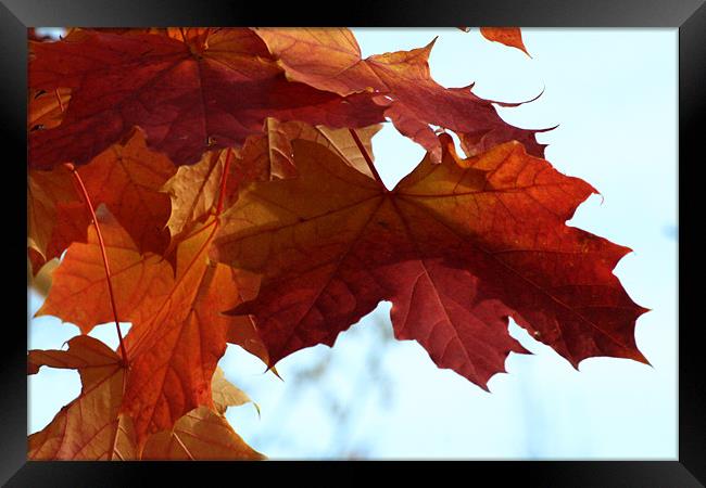 Autumn Maple Leaves Framed Print by Chris Turner