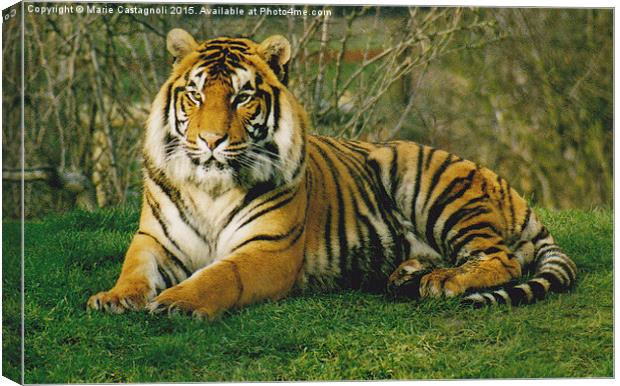  Large Male Bengal Tiger Canvas Print by Marie Castagnoli
