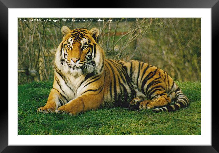  Large Male Bengal Tiger Framed Mounted Print by Marie Castagnoli