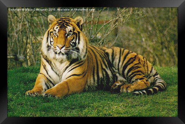  Large Male Bengal Tiger Framed Print by Marie Castagnoli