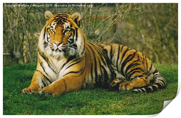  Large Male Bengal Tiger Print by Marie Castagnoli