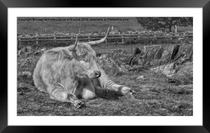 A Resting Highlander  Framed Mounted Print by Linsey Williams