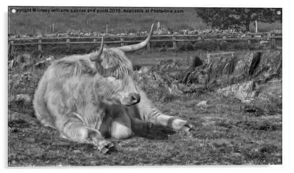 A Resting Highlander  Acrylic by Linsey Williams