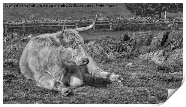 A Resting Highlander  Print by Linsey Williams