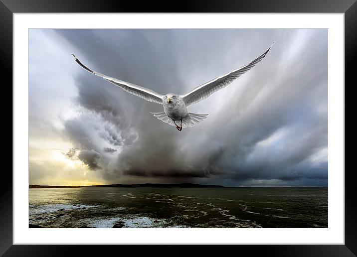  seagull chase Framed Mounted Print by Kelvin Rumsby
