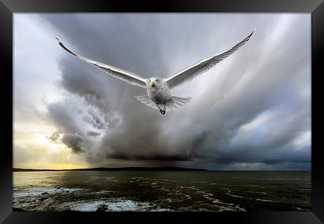  seagull chase Framed Print by Kelvin Rumsby
