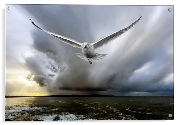  seagull chase Acrylic by Kelvin Rumsby