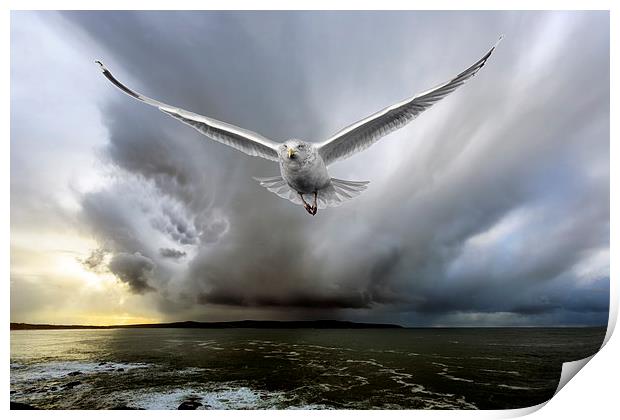  seagull chase Print by Kelvin Rumsby