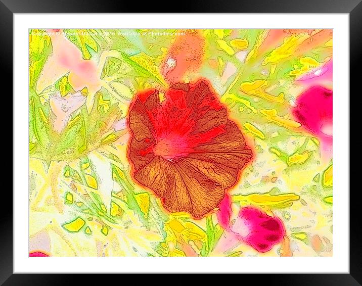  Red Summer Beauty Framed Mounted Print by Eleanor McCabe
