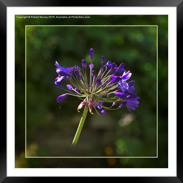  Agapanthus Framed Mounted Print by Robert Murray