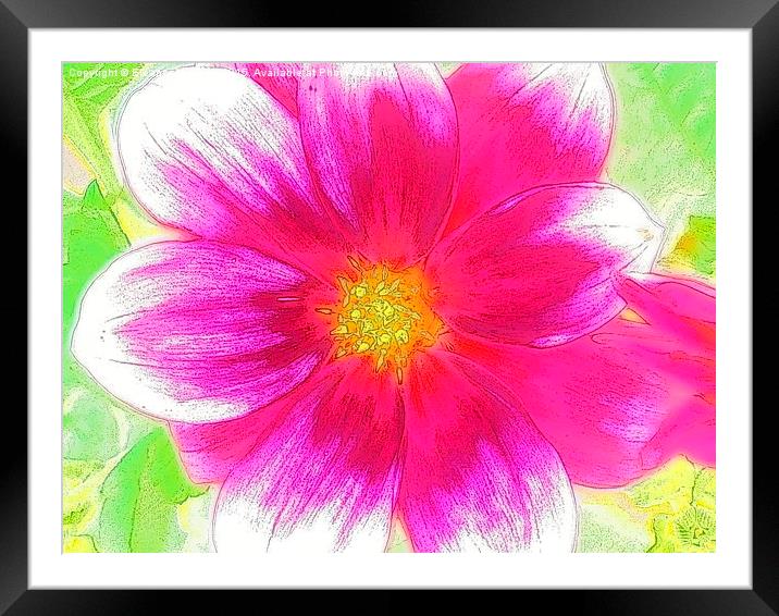  Sweet Sweet Candy Pink Summer Flower Framed Mounted Print by Eleanor McCabe