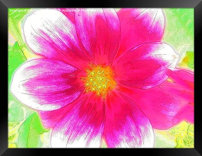 Sweet Sweet Candy Pink Summer Flower Framed Print by Eleanor McCabe