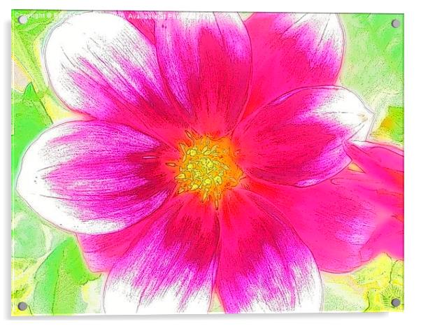  Sweet Sweet Candy Pink Summer Flower Acrylic by Eleanor McCabe