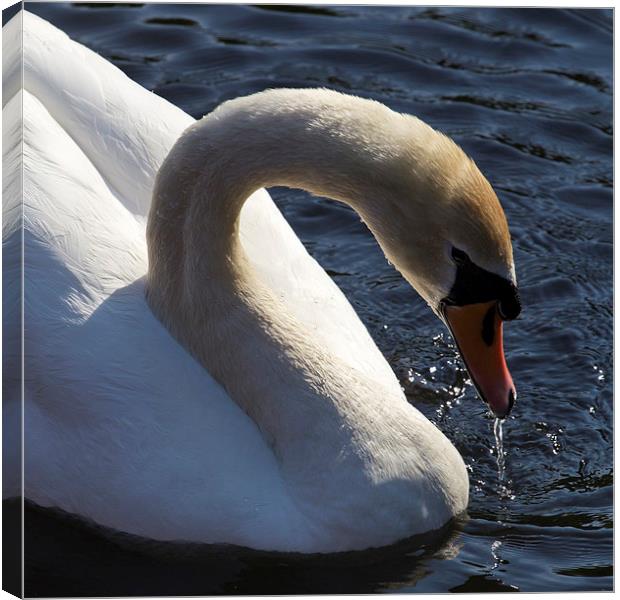 Male Swan Canvas Print by Steve Smith
