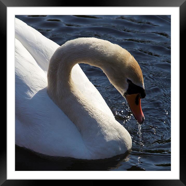 Male Swan Framed Mounted Print by Steve Smith