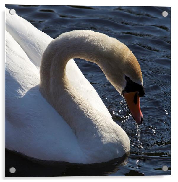Male Swan Acrylic by Steve Smith