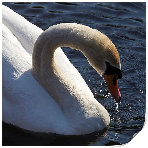 Male Swan Print by Steve Smith