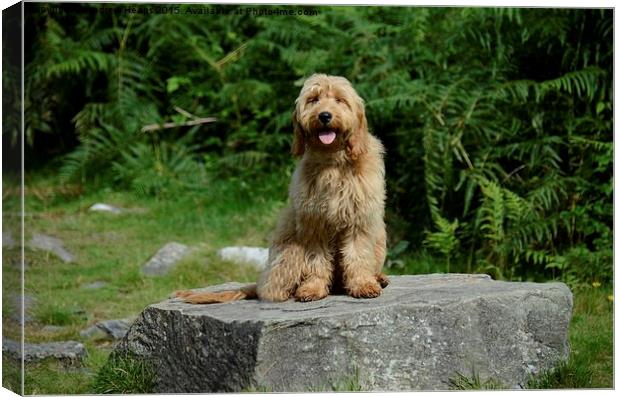  Golden Doodle  Canvas Print by Andrew Heaps