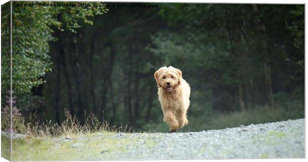  Golden Doodle Puppy Running back Canvas Print by Andrew Heaps
