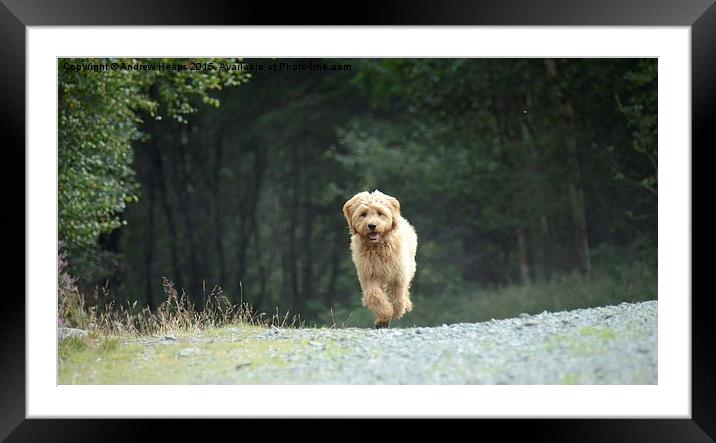  Golden Doodle Puppy Running back Framed Mounted Print by Andrew Heaps