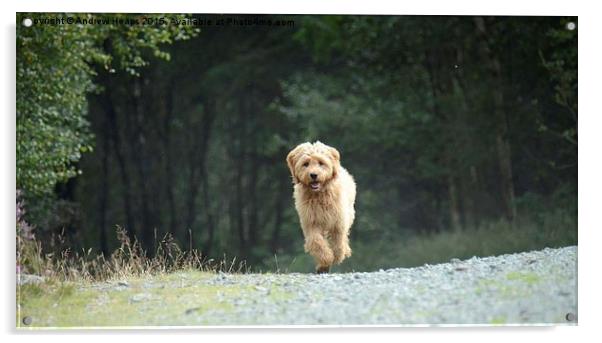  Golden Doodle Puppy Running back Acrylic by Andrew Heaps