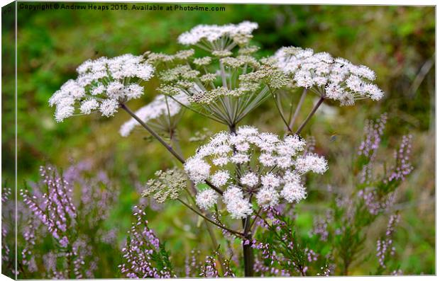 The Serenity of Wild Carrot Canvas Print by Andrew Heaps