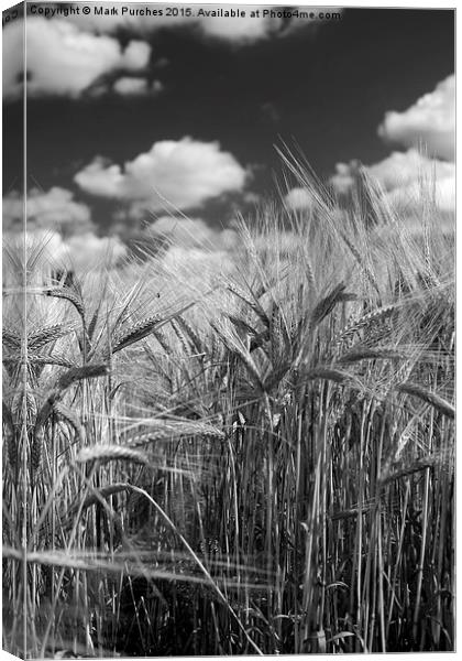 Tall Barley Crop Plant Detail Black White Canvas Print by Mark Purches