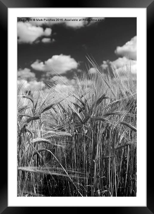 Tall Barley Crop Plant Detail Black White Framed Mounted Print by Mark Purches