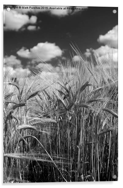 Tall Barley Crop Plant Detail Black White Acrylic by Mark Purches