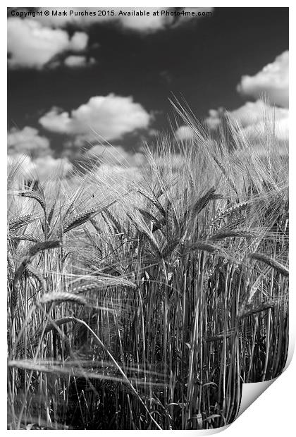 Tall Barley Crop Plant Detail Black White Print by Mark Purches