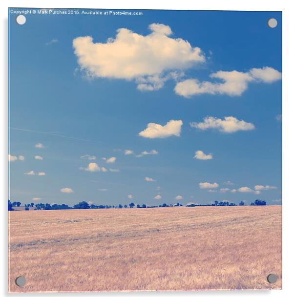 Large Barley Field & Blue Sky Instagram Square Acrylic by Mark Purches
