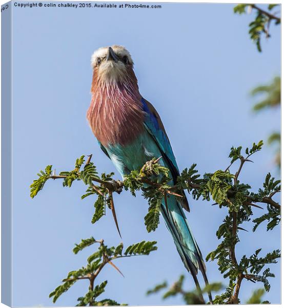  South African Lilac Breasted Roller Canvas Print by colin chalkley