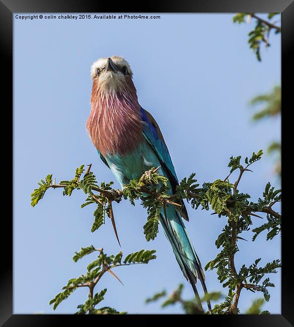  South African Lilac Breasted Roller Framed Print by colin chalkley
