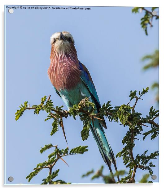  South African Lilac Breasted Roller Acrylic by colin chalkley