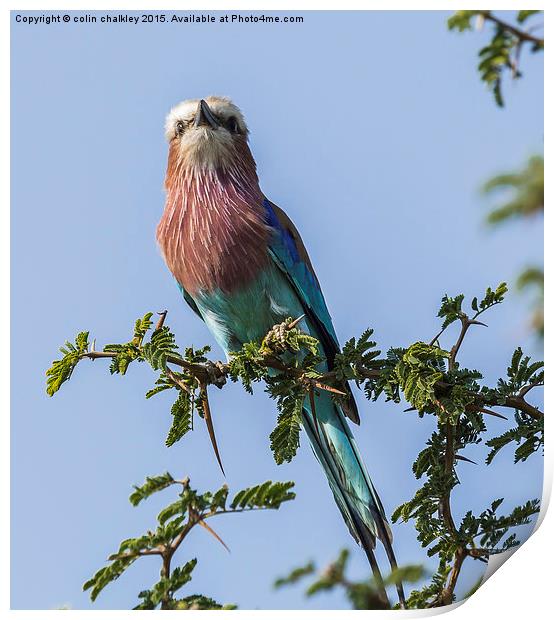  South African Lilac Breasted Roller Print by colin chalkley