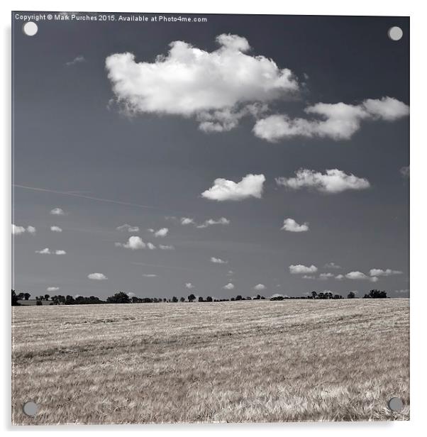 Large Barley Field black white Instagram Square Acrylic by Mark Purches