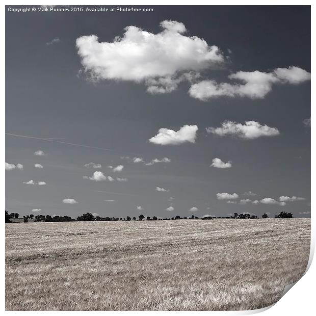 Large Barley Field black white Instagram Square Print by Mark Purches