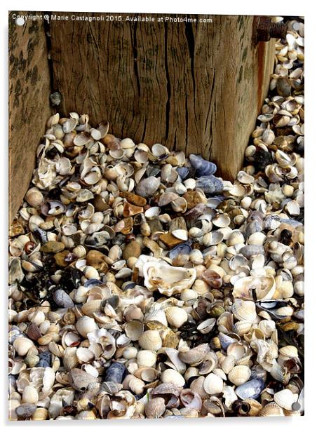 Sea Shell Selection Acrylic by Marie Castagnoli