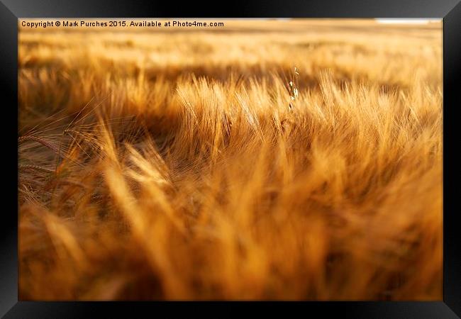 Soft Warm Barley Crop Plant Detail Framed Print by Mark Purches