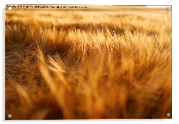 Soft Warm Barley Crop Plant Detail Acrylic by Mark Purches