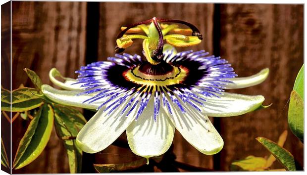 Passion Flower  Canvas Print by Sue Bottomley