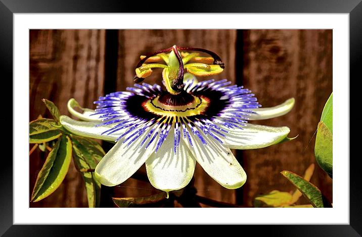Passion Flower  Framed Mounted Print by Sue Bottomley