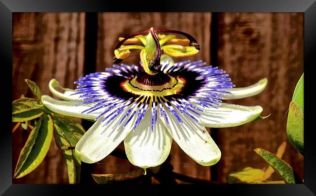 Passion Flower  Framed Print by Sue Bottomley