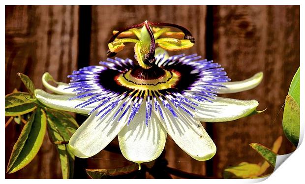Passion Flower  Print by Sue Bottomley