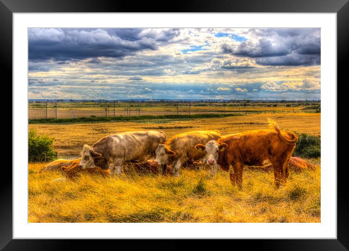 The Friendly Cows Framed Mounted Print by David Pyatt