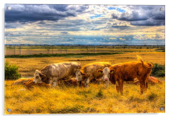 The Friendly Cows Acrylic by David Pyatt